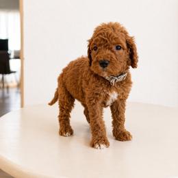 Gray Color Male - Red  male Goldendoodle puppy in Loma Rica, California from BloomingPuppies