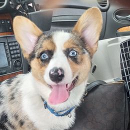 Pembroke Welsh Corgi Puppies from All About Corgis -LITTER OF 6 BORN JUNE 17