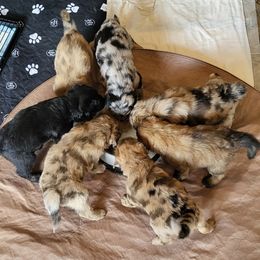 Aussiedoodle Puppies from Ocala Doodle Ranch