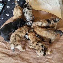 Aussiedoodle Puppies from Ocala Doodle Ranch