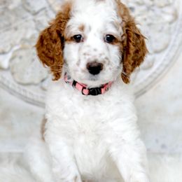 Goldendoodle Puppies from Pixie Goldendoodles