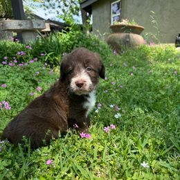 Dolly - White and red Bordoodle puppy in Gilmer, Texas from Ashtin's Border Collies and Bordoodles
