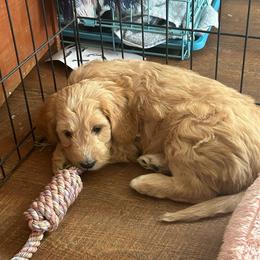 Bonnie - Apricot female Goldendoodle puppy in Winchester, Virginia from Morningstar Goldendoodles