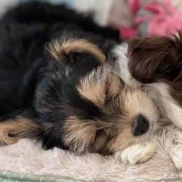 Biewer Terriers and Yorkshire Terriers from Rock Creek Yorkies