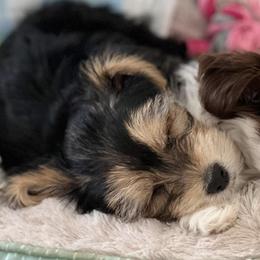 Biewer Terriers and Yorkshire Terriers from Rock Creek Yorkies