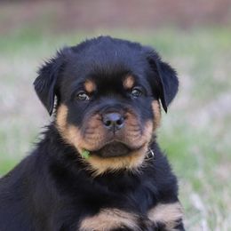 Rottweilers from Rottweilers Vom Hause Schnieber