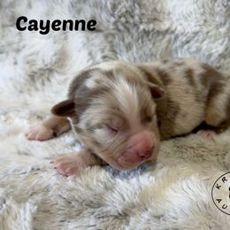 Cayenne - Red merle male Miniature Australian Shepherd puppy in Garden Plain, Kansas from Krazy K Aussies