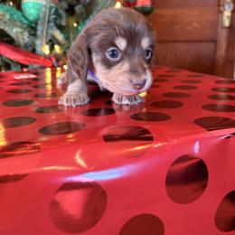 Truffle - Chocolate and tan female Dachshund puppy in Broomfield, Colorado from Jessi’s Longdog Lounge
