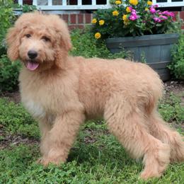 Jazz - Apricot male Goldendoodle puppy in Kernersville, North Carolina from Carolina Doodle Puppies