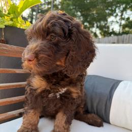 Kenan - Phantom male Bernedoodle puppy in Mobile, Alabama from Colonial Doodles