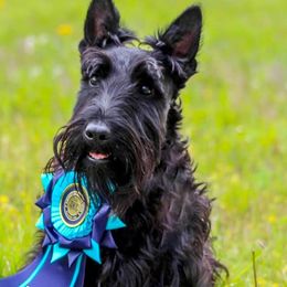 Scottish Terriers from Broken S Scotties