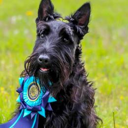 Scottish Terriers from Broken S Scotties