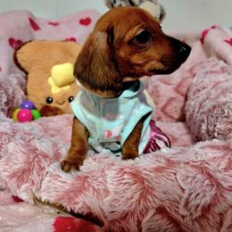 Ruby - Red female Dachshund puppy in Bandera, Texas from Pup Cakes