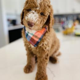 Bernedoodle and Goldendoodle Puppies from Mountain Doodles