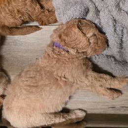 Justice - Apricot female Goldendoodle puppy in Summerfield, North Carolina from Lila's Teddybear Goldendoodles