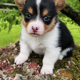 Pembroke Welsh Corgi Puppies from Lake Pepin Corgi's