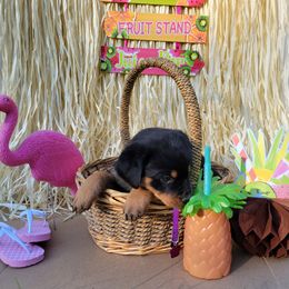 Rottweiler Puppies from C & J Rottweilers