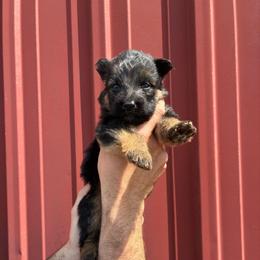 Cowboy (red collar) - Black and red male German Shepherd puppy in Union City, Ohio from God’s Gifts German Shepherds