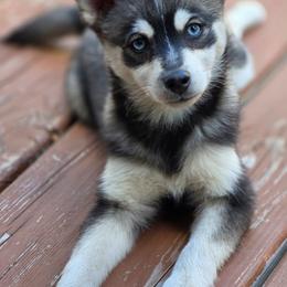 Clover - Wolf sable female Pomsky puppy in Franklinton, Louisiana from VooDoux Farms