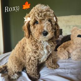 Bernedoodle and Goldendoodle Puppies from 4goldendoodles