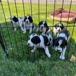 English Springer Spaniel Puppies from Enos Ranch Springer Spaniels