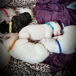 Boy 4 - male Whippet puppy in Shadow Hills, California from Cloverdale Whippets