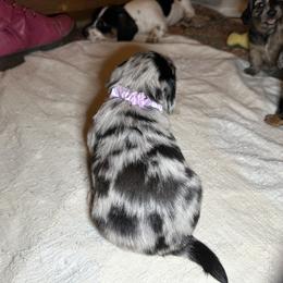 Moe - Dapple female Dachshund puppy in Henrico, Virginia from All About Pets
