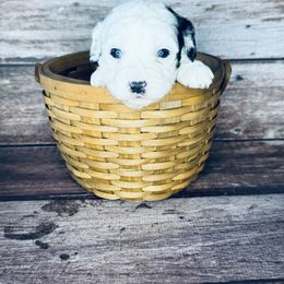 Flint - Black and white male Mal-Shi puppy in Tampa Bay, Florida from Woodpecker Ridge Pups