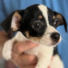 Annie CKC - Black and white female Chihuahua puppy in Amity, Pennsylvania from Rhoda and Verna