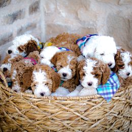 Poodle Puppies from Doodle Puppy Parti