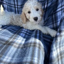 Arrow - Blenheim male Cavapoo puppy in Austin, Texas from Doodles of Central Texas