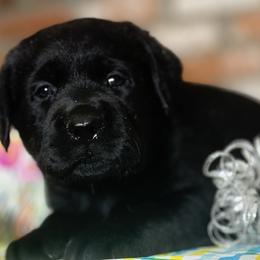 Honey bee - Black male Labrador Retriever puppy in Dixon, California from Rosslyn Labradors (Rose-Line)