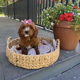 Lainey - Red female Cavapoo puppy in Bozrah, Connecticut from Cedar Creek Farm