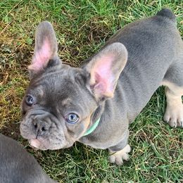Tazmania - French Bulldog puppy in Dallas, Texas from Stidham Family Kennels