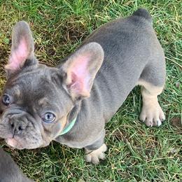 Tazmania - French Bulldog puppy in Dallas, Texas from Stidham Family Kennels