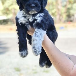 Girl 1 - female Portuguese Water Dog puppy in Grants Pass, Oregon from Rogue River Portuguese Water Dogs