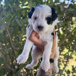 Delta - Tri-color female Bernedoodle puppy in Horseshoe Bend, Idaho from Over the Moon Poodles and Doodles