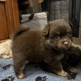 Chocolate and Tan - Chocolate and tan male Pomeranian puppy in Skowhegan, Maine from Countryside Pomeranians