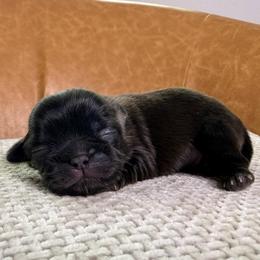 Boy 1 - Black male Shih Tzu puppy in Groveland, Florida from Jenny's Shih Tzus