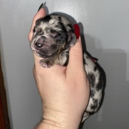 Noble - Dapple male Dachshund puppy in Bellville, Ohio from JK Mini Doxies