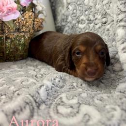 Aurora - Chocolate and tan female Dachshund puppy in Aiken, South Carolina from State Eight Dachshunds
