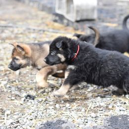 German Shepherd Puppies from Grothaus K9 Working German Shepherds