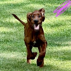 Ms Purple - Mahogany female Irish Setter puppy in Leslie, Arkansas from Shakarri Irish Setters