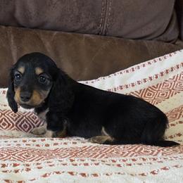 Champion sired boy 1 - Black and tan male Dachshund puppy in Newalla, Oklahoma from Roughstock Border Collies and Dachshunds