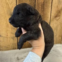 Pink - Black female German Shepherd puppy in Terra Alta, West Virginia from Shepherd Country Farm and Kennels