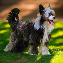 Penelope - Chinese Crested