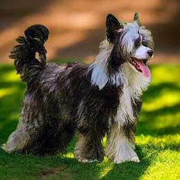 Penelope - Chinese Crested