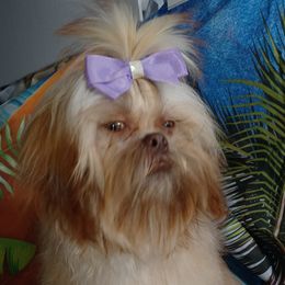 PARIS - Shih Tzu