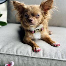 Tasha - Chihuahua