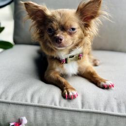 Tasha - Chihuahua